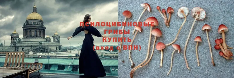 Галлюциногенные грибы Psilocybine cubensis  Шумерля 